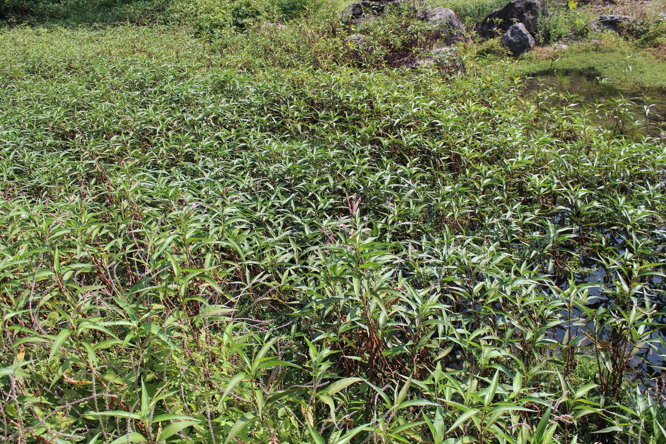 Plant Image